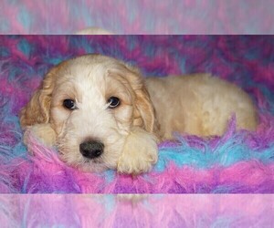 Labradoodle Puppy for sale in LA HABRA, CA, USA