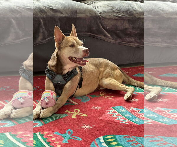 Medium Photo #4 Siberian Husky-Unknown Mix Puppy For Sale in Germantown, OH, USA