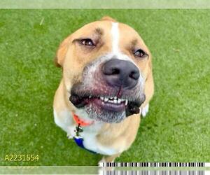 American Pit Bull Terrier-Unknown Mix Dogs for adoption in West Palm Beach, FL, USA
