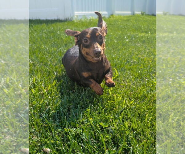 Medium Photo #1 Dachshund Puppy For Sale in Shelbyville, TN, USA