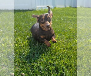 Dachshund Dogs for adoption in Shelbyville, TN, USA