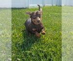 Small Dachshund