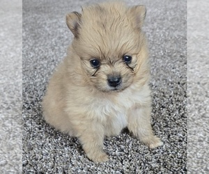 Pomeranian Puppy for sale in ORRVILLE, OH, USA