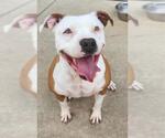 Small American Pit Bull Terrier