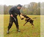 Small Photo #53 Doberman Pinscher Puppy For Sale in FORT LAUDERDALE, FL, USA