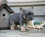 Small Photo #2 French Bulldog Puppy For Sale in BALTIC, OH, USA