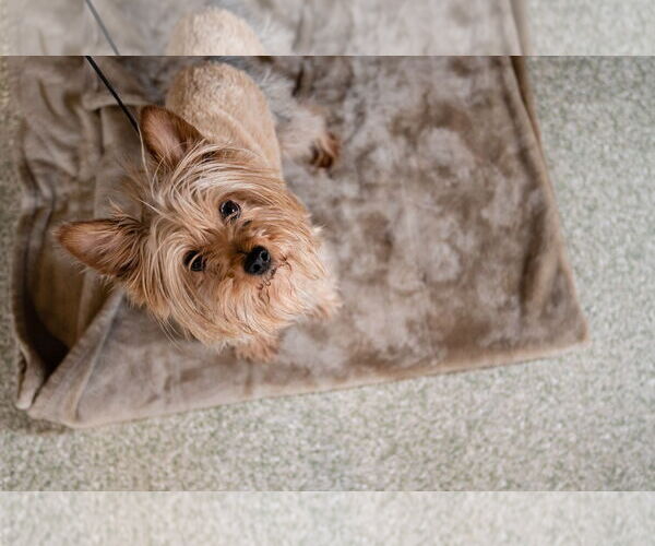 Medium Photo #2 Mutt Puppy For Sale in St. Louis Park, MN, USA