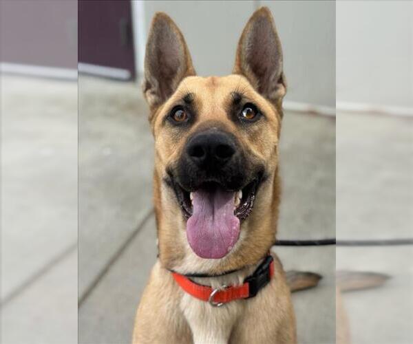 Medium Photo #2 German Shepherd Dog Puppy For Sale in Woodland, CA, USA