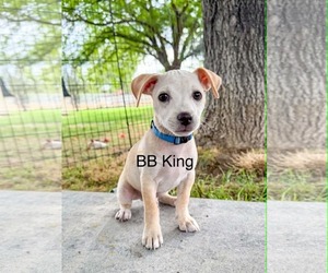 Chihuahua-Unknown Mix Dogs for adoption in Sandy, UT, USA