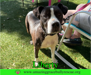 Liberty 3 - Female Labrador Retriever-Unknown Mix Dog for Adoption - Photo #10