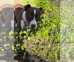 Small #5 Mutt