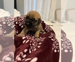 Small Photo #6 Mastiff Puppy For Sale in NEW BEDFORD, MA, USA