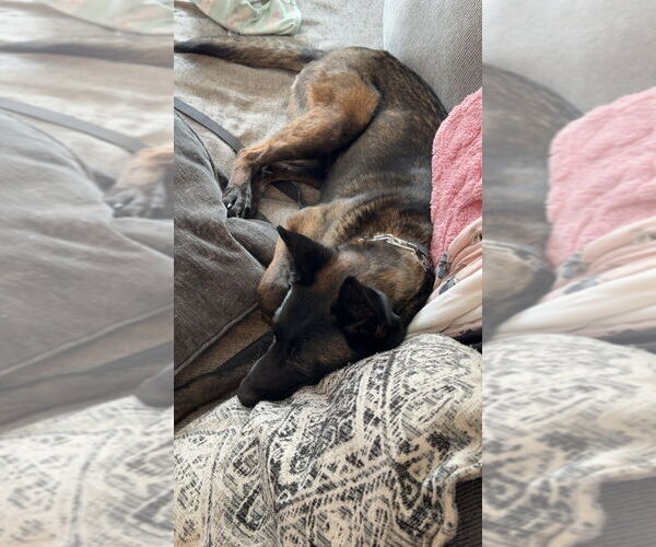 Medium Photo #4 Mutt Puppy For Sale in Imlay City, MI, USA