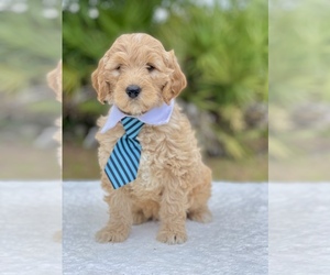 Goldendoodle Puppy for sale in FROSTPROOF, FL, USA