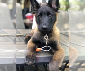 Belgian Malinois Puppy for sale in DEDHAM, MA, USA