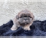 Puppy 2 Shih Tzu