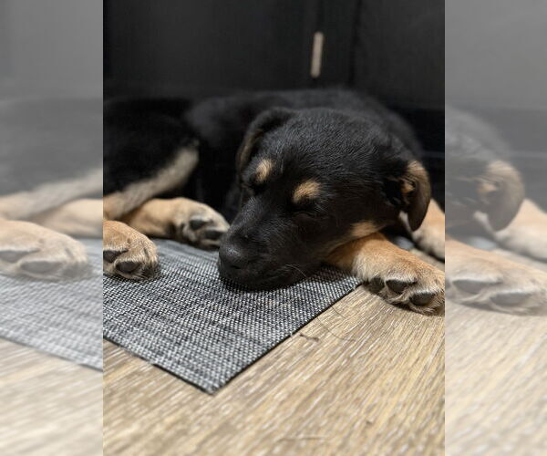 Medium Photo #4 Mutt Puppy For Sale in Springdale, PA, USA