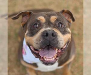 American Bulldog Dogs for adoption in San Antonio, TX, USA