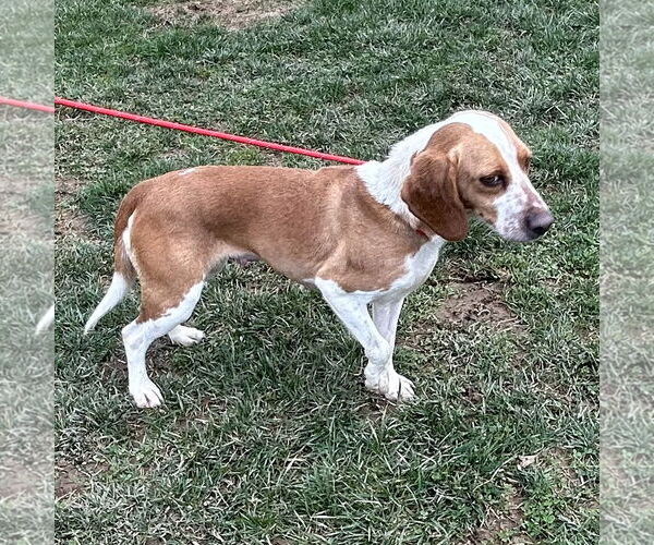 Medium Photo #3 Beagle Puppy For Sale in Batavia, OH, USA