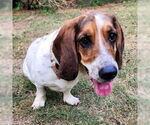Small #4 Basset Hound