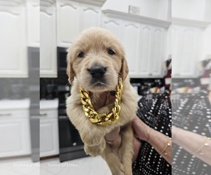 Medium Golden Retriever