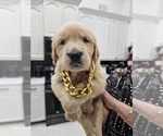 Puppy Puppy 9 Golden Retriever