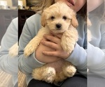 Small Photo #14 Maltipoo Puppy For Sale in ALEXANDRIA, VA, USA