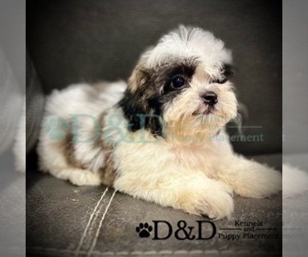 Medium Photo #1 Zuchon Puppy For Sale in RIPLEY, MS, USA