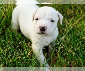 Boxer-Unknown Mix Dogs for adoption in OKLAHOMA CITY, OK, USA