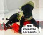 Small #1 Labrador Retriever Mix