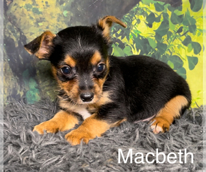 Chorkie Puppy for sale in AZLE, TX, USA