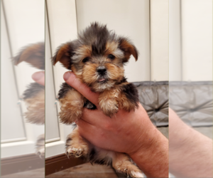 Yorkshire Terrier Puppy for sale in NEWCASTLE, CA, USA