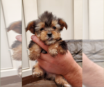 Small Photo #1 Yorkshire Terrier Puppy For Sale in NEWCASTLE, CA, USA