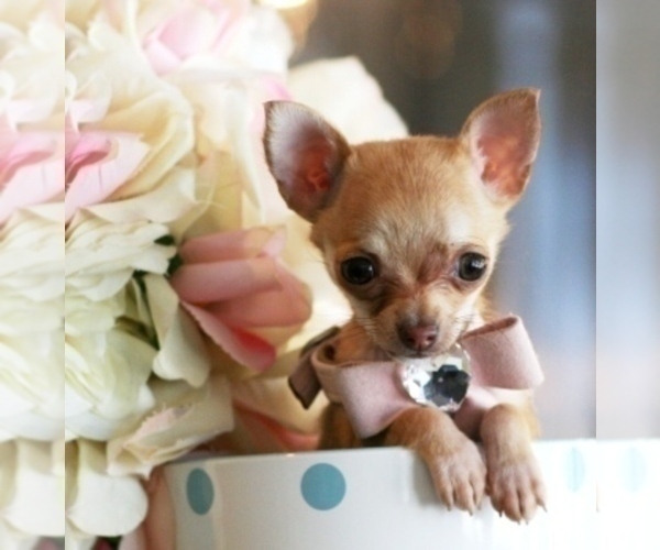 Medium Photo #7 Chihuahua Puppy For Sale in ORLANDO, FL, USA