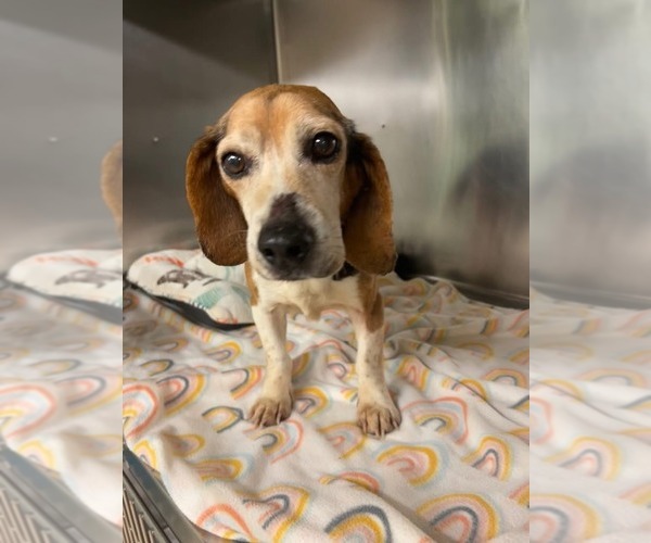 Medium Photo #2 Beagle Puppy For Sale in Glen Allen, VA, USA