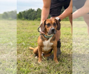 Beagle-Unknown Mix Dogs for adoption in Aurora, IN, USA