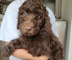 Small Photo #4 Labradoodle-Poodle (Standard) Mix Puppy For Sale in LEXINGTON, SC, USA