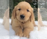 Puppy Tucker Golden Retriever