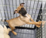 Small Pug Mix