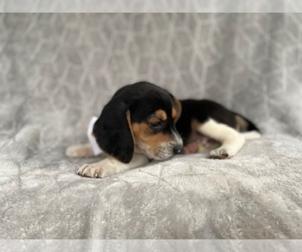 Medium Photo #10 Beagle Puppy For Sale in LAKELAND, FL, USA