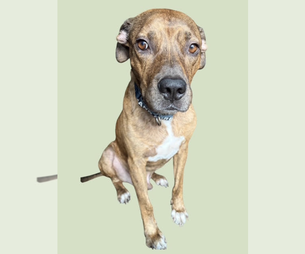 Medium Photo #2 Mutt Puppy For Sale in Rockville, MD, USA