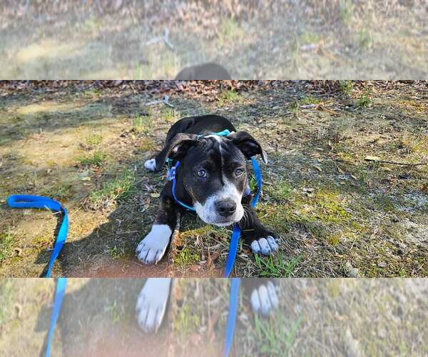 Medium Photo #10 American Pit Bull Terrier-American Staffordshire Terrier Mix Puppy For Sale in Chester, VA, USA