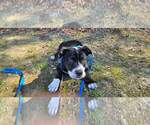 Small Photo #10 American Pit Bull Terrier-American Staffordshire Terrier Mix Puppy For Sale in Chester, VA, USA