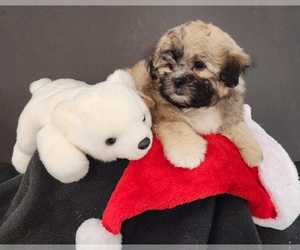 Zuchon Puppy for sale in WAYLAND, MI, USA