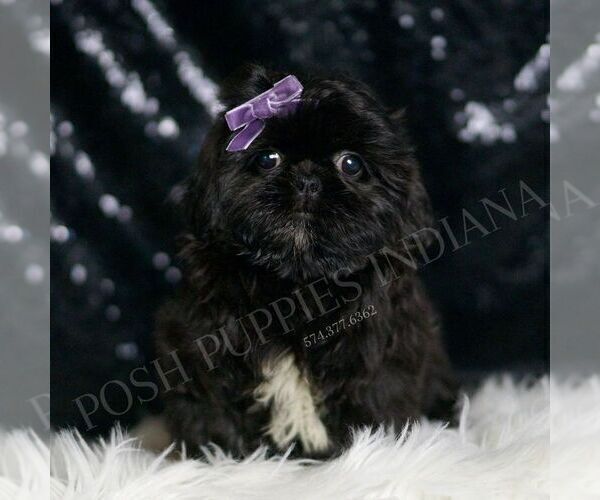 Medium Photo #1 Shih Tzu Puppy For Sale in WARSAW, IN, USA