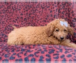 Darcy - Female Goldendoodle (Miniature) Puppy for Sale - Photo #5