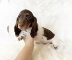 Small #11 Dachshund