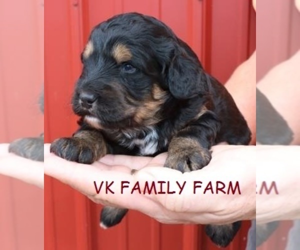 Medium Photo #5 Bernese Mountain Dog Puppy For Sale in MARTINSVILLE, IN, USA