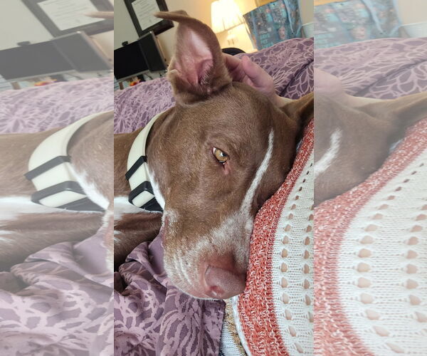 Medium Photo #2 American Pit Bull Terrier-Huskies  Mix Puppy For Sale in The Woodlands, TX, USA