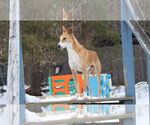 Small #22 Saluki-Whippet Mix